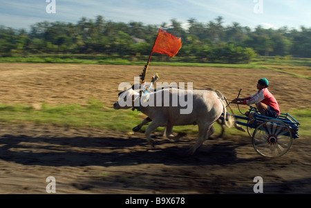 Les courses de chars buffalo balinais est unique à l'ouest de Bali Banque D'Images