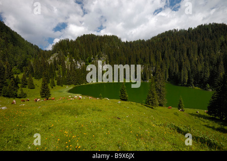 Troupeau de vaches dans un pâturage près du lac dans les Alpes, le parc national du Triglav, en Slovénie Banque D'Images