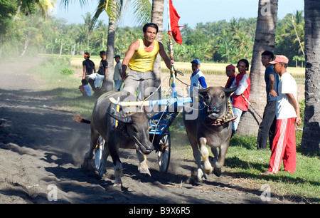 Les courses de chars buffalo balinais est unique à l'ouest de Bali Banque D'Images