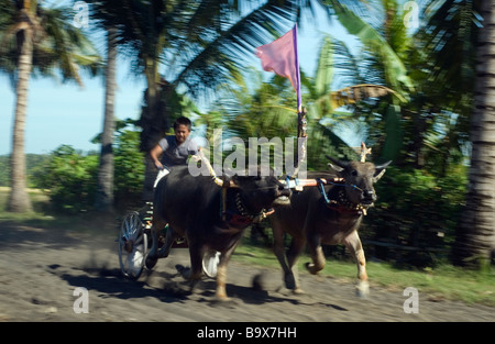 Les courses de chars buffalo balinais est unique à l'ouest de Bali Banque D'Images