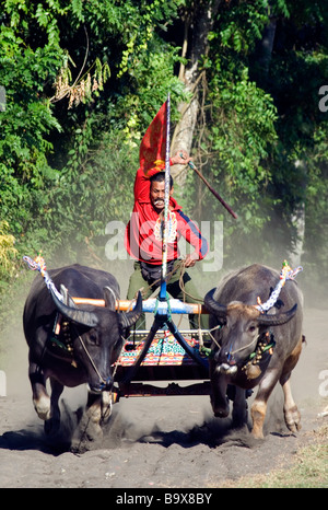 Les courses de chars buffalo balinais est unique à l'ouest de Bali Banque D'Images