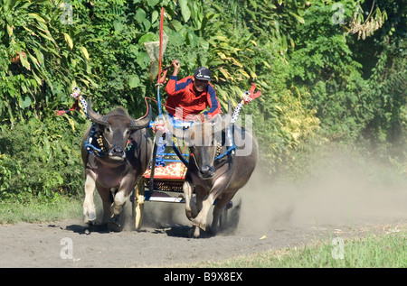 Les courses de chars buffalo balinais est unique à l'ouest de Bali Banque D'Images