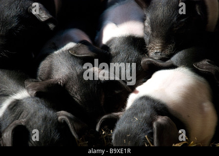 Les porcelets porcelet Porc Porc bacon bébé mignon petit soleil noir rose fourrure famille sommeil frère sœur jouer manger oink snuggle ferme Pays de Galles Banque D'Images