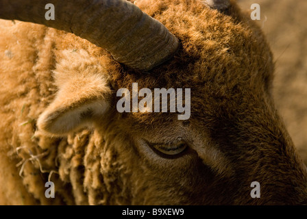 Ram goat sheep farm close up corne laine manteau de fourrure oeil oreille marron chaud soleil de galles Banque D'Images
