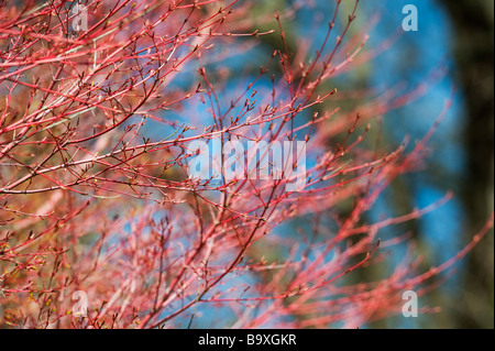 Acer palmatum 'Sango-kaku'. L'érable japonais 'Sango-kaku'. L'écorce des jeunes branches rouge érable en avril. UK Banque D'Images