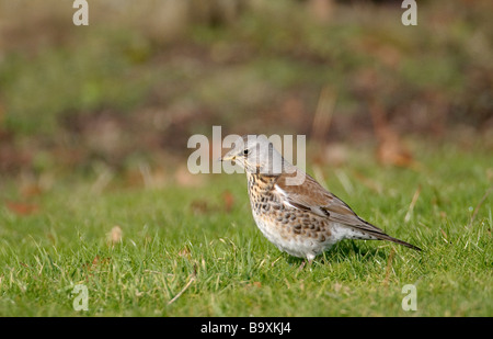 F Turdus Fieldfare la masse de nourriture sur février Cambridgeshire Banque D'Images