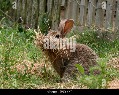 Un lapin sauvage - construction d'un nid de ponte. Banque D'Images