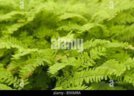 ADIANTUM pedatum adiante du Canada de l'Est ; Banque D'Images