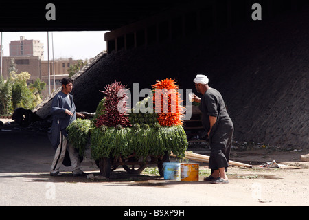 Un vendeur de fruits et légumes au Caire en Egypte Banque D'Images