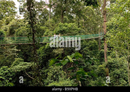 Rainforest Canopy Walkway Danum Valley Conservation Sabah Bornéo Banque D'Images