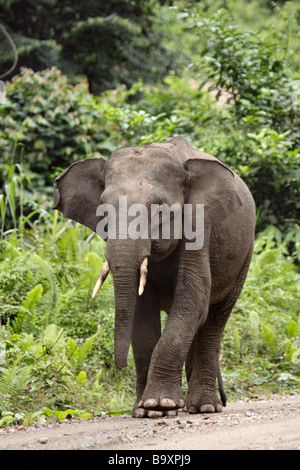 Borneon Elephas maximus éléphant pygmée borneensis Danum Valley Conservation Sabah Bornéo Banque D'Images