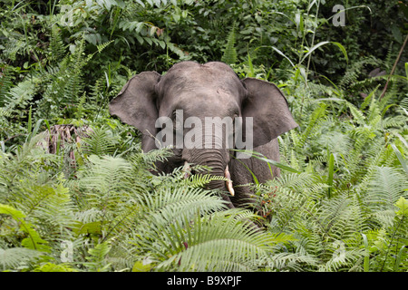 Borneon Elephas maximus éléphant pygmée borneensis Danum Valley Conservation Sabah Bornéo Banque D'Images
