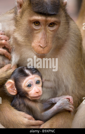 Queue de cochon femelle Macaque, Macaca nemestrina bébé, Kabili Bornéo Rainforest Reserve de Sepilok Banque D'Images