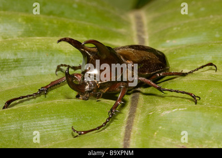 Trois malaisiens du scarabée rhinocéros cornu Chalcosoma mollenkampi Danum Valley Conservation Sabah Bornéo Banque D'Images