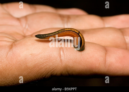 Haemodipsa picta sangsues Tiger Explorer main humaine Danum Valley Conservation Sabah Bornéo Banque D'Images