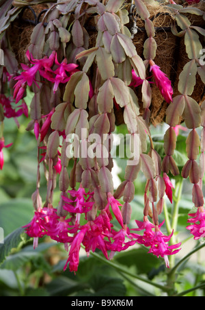 Cactus de Noël, Schlumbergera x buckleyi, Cactaceae Banque D'Images