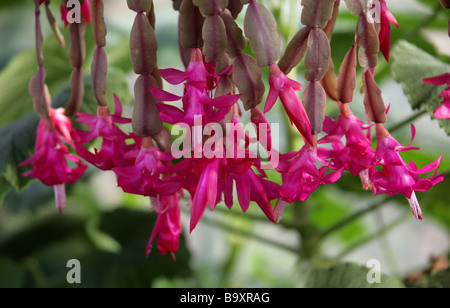 Cactus de Noël, Schlumbergera x buckleyi, Cactaceae Banque D'Images