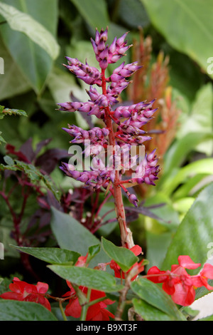 Tango bleu Bromelia 'Del mar', cultivar, Bromeliaceae Aechmea Banque D'Images