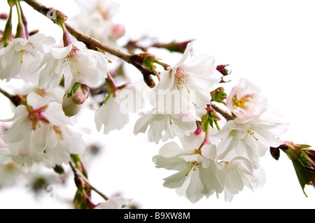 Branches de cerisiers en fleurs orientales avec isolé sur fond blanc Banque D'Images