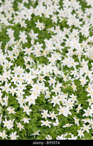 ANEMONE NEMOROSA MASSE D'ANEMONES DE BOIS, ANGLETERRE Banque D'Images