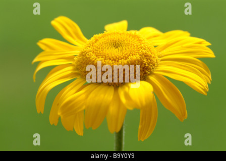 Plante médicinale Dyer s golden marguerite Camomille Camomille Anthemis tinctoria jaune Banque D'Images