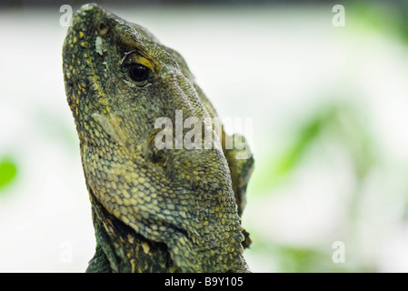 À col jabot (Chlamydosaurus kingii lézard) close-up Banque D'Images