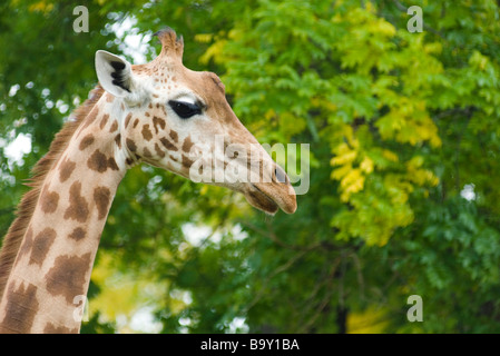 Girafe (Giraffa camelopardalis) Banque D'Images