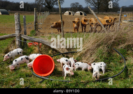 Stock photo de certains vieux Gloucester porcelets Spot Banque D'Images