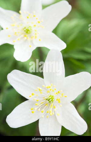 Anémone DES BOIS ANEMONE NEMOROSA Banque D'Images