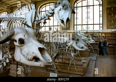 Musée d'Histoire Naturelle à Paris, France Banque D'Images