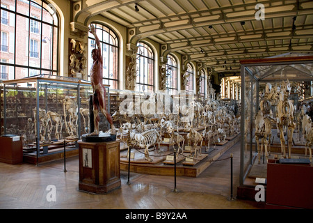 Musée d'Histoire Naturelle à Paris, France Banque D'Images