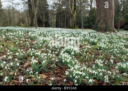 GALANTHUS NIVALIS LE SNOWDROP COMMUN AU PARC COLESBOURNE, GLOUCESTERSHIRE, ANGLETERRE Banque D'Images