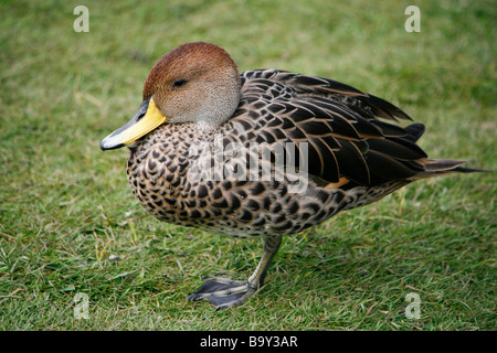 Brown adultes canard pilet (Anas georgica spinicauda) reposant sur une jambe à Martin simple WWT au printemps. Banque D'Images