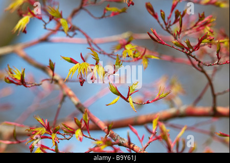 De nouvelles pousses de feuilles sur Acer palmatum, sagou kuku , Japanese Maple Tree Banque D'Images