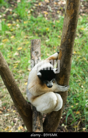 Diademed Sifaka (Propithecus diadema) Banque D'Images