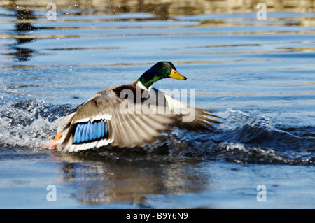 Canard colvert mâle Taking Flight à partir de l'eau Banque D'Images