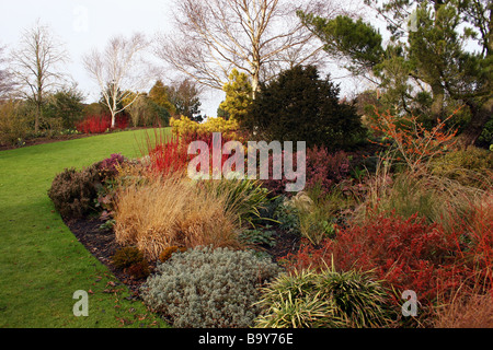 Une frontière avec l'hiver, le cornouiller CORNUS COLORÉS ET D'autres arbustes. RHS HYDE HALL UK ESSEX Banque D'Images