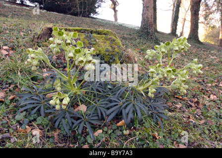 HELLEBORUS FOETIDUS SCINKING HELLEBORE AU PARC COLESBOURNE, GLOUCESTERSHIRE, ANGLETERRE Banque D'Images