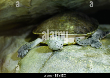 Hilaire-du côté du cou sur Turtle Rock Banque D'Images