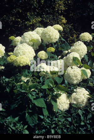 L'Hydrangea arborescens 'Annabelle' Banque D'Images