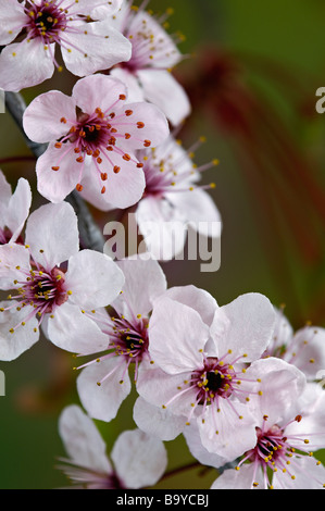 Fleurs de Prunier Feuilles pourpre Banque D'Images