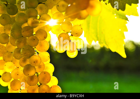 Les raisins de la vigne sur de plus en plus jaune en plein soleil Banque D'Images