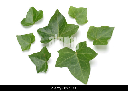 Les feuilles des plantes médicinales Efeu Lierre Hedera helix Edera Banque D'Images