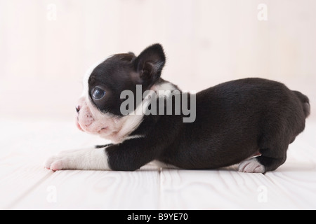Boston terrier couché Banque D'Images