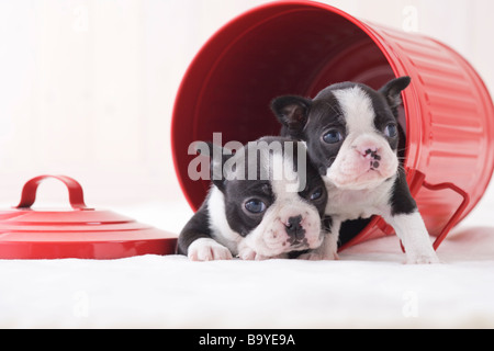 Deux boston terrier ramper dans un seau Banque D'Images