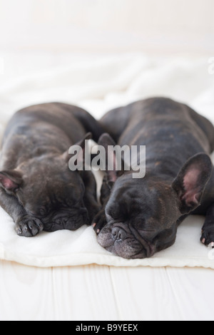 Deux bouledogue français dort sur une couverture Banque D'Images