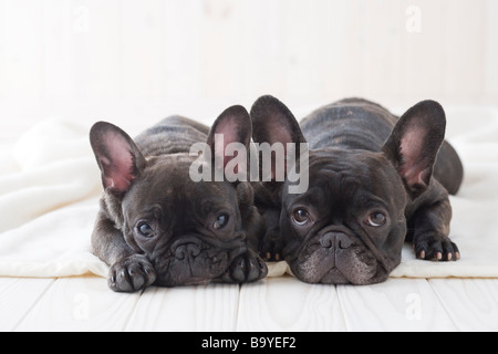 Deux bouledogue français se blottir sur une couverture Banque D'Images