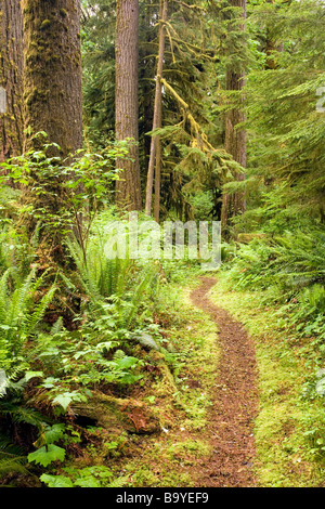 Sentier à travers la forêt ancienne - Rockport State Park, Washington Banque D'Images