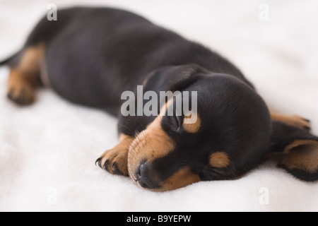 Teckel miniature dormir sur une couverture Banque D'Images