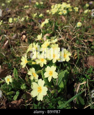 Primevère, Primula vulgaris sauvage. Downe Bank, Kent, Angleterre, Royaume-Uni. Banque D'Images